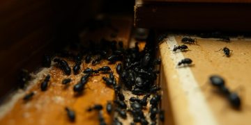 Malutkie czarne robaczki w domu - jak je zidentyfikować i usunąć - Rodzina i relacje Malutkie czarne robaczki w domu